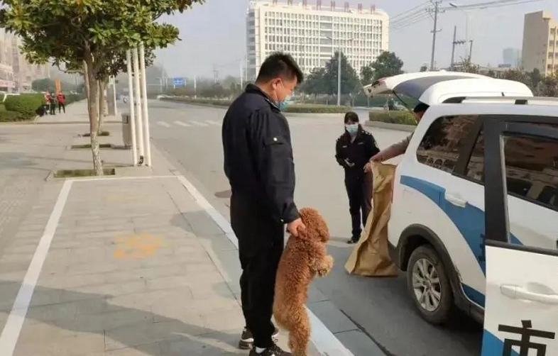 泌阳县城市管理局关于捕捉流浪犬的通告